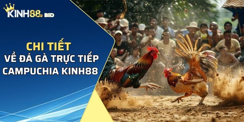 Chi tiết về đá gà trực tiếp Campuchia Kinh88